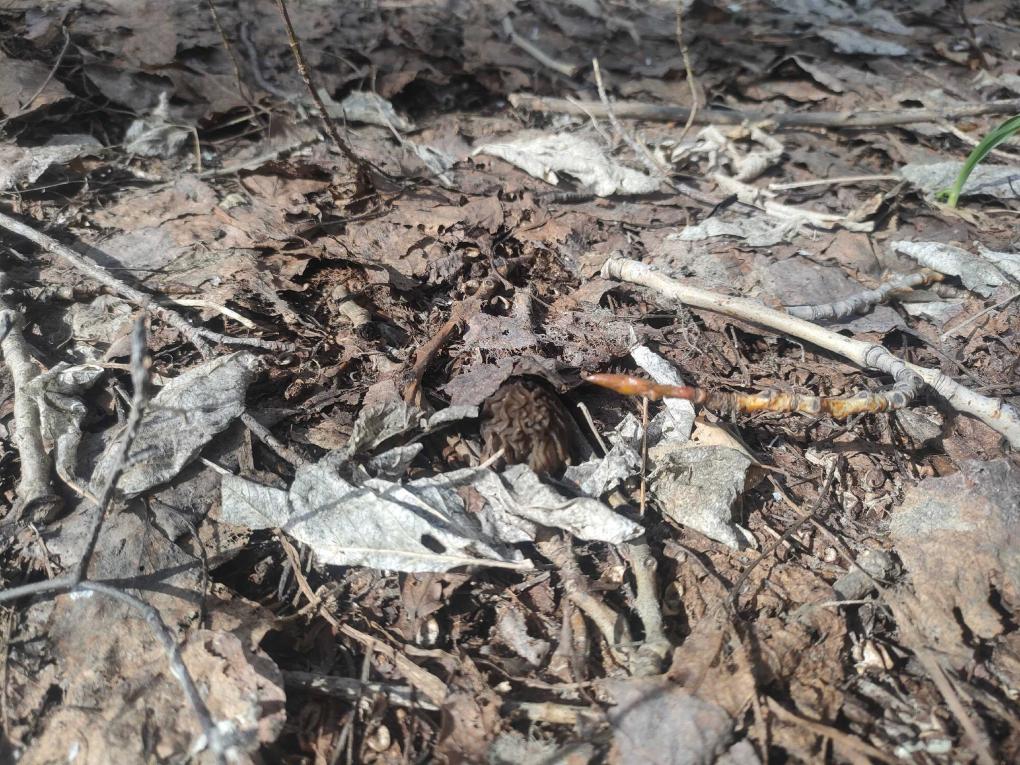 «Я просто иду в одно место»: новосибирский грибник рассказал, как нашёл первые сморчки в апреле