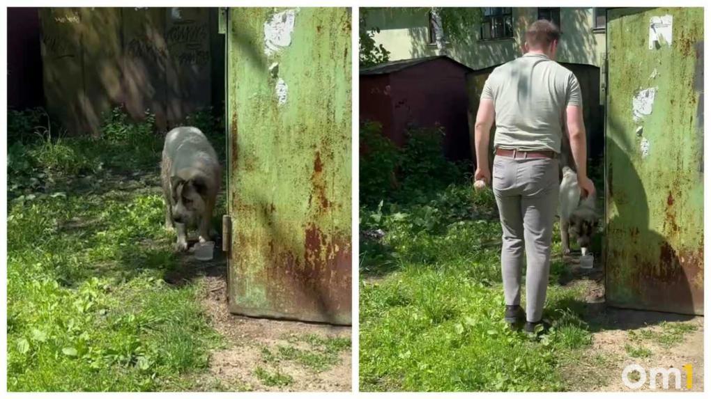 «Кинулся на нас»: агрессивный алабай напал на детей в Новосибирске — двое мужчин загнали животное в кусты