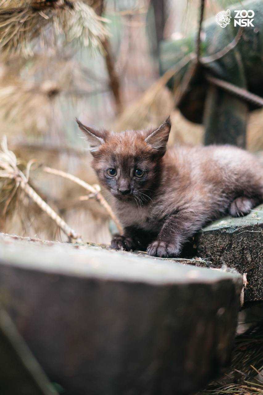 В Новосибирском зоопарке показали фотографии камышовых котят с редким окрасом