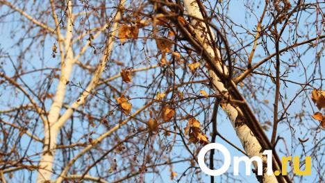 В воздухе Омска ожидается всплеск мощного аллергена в ближайшие дни