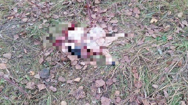 Расчленённых собак в пакетах нашли в Новосибирске