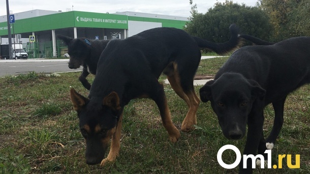 В Омске стая бездомных собак напала на ребёнка