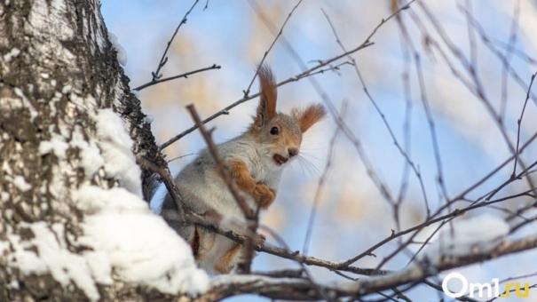 Похолодание до -24 градусов ждёт новосибирцев в ближайшие выходные
