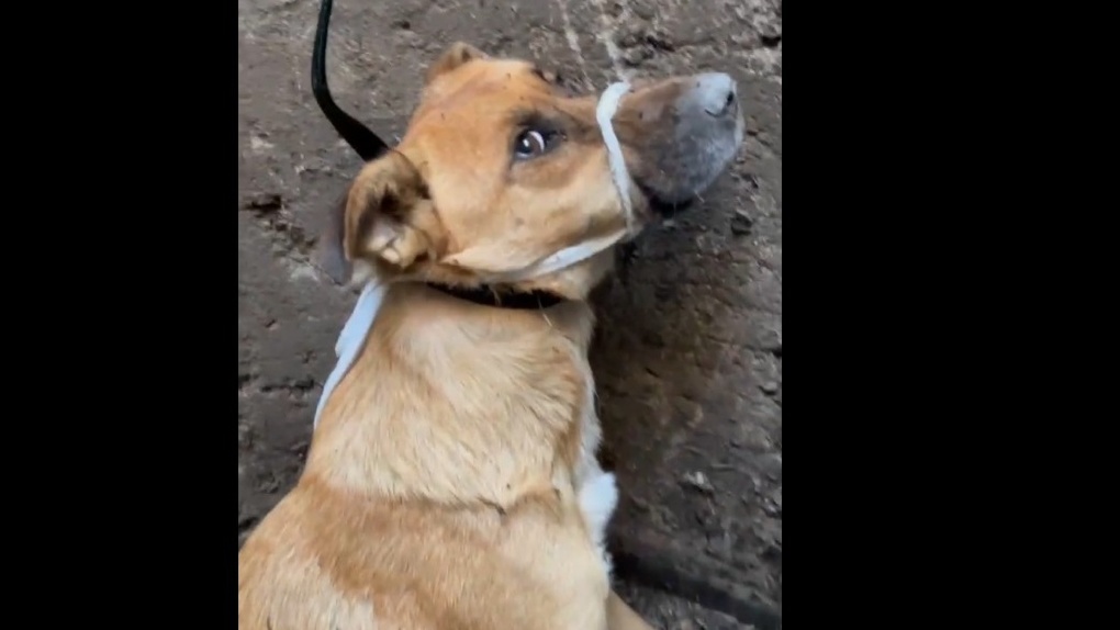 Сидел обессиленный и истощённый: пёс упал в коллектор с четырёхметровой высоты в Новосибирске. ВИДЕО