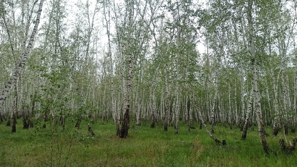 Гусеницы съедают берёзовые леса около омского Ачаира