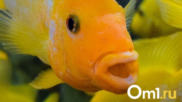 Рыбопокалипсис: на озере Салтаим нашли сотни трупиков