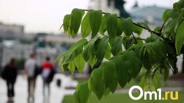 Жаркая погода с дождями накроет Омск на этой неделе