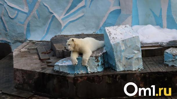 Каю, белому медведю из Новосибирского зоопарка, исполняется 17 лет