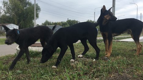 В Новосибирской области вакцинируют зверей от бешенства с помощью съедобной вакцины