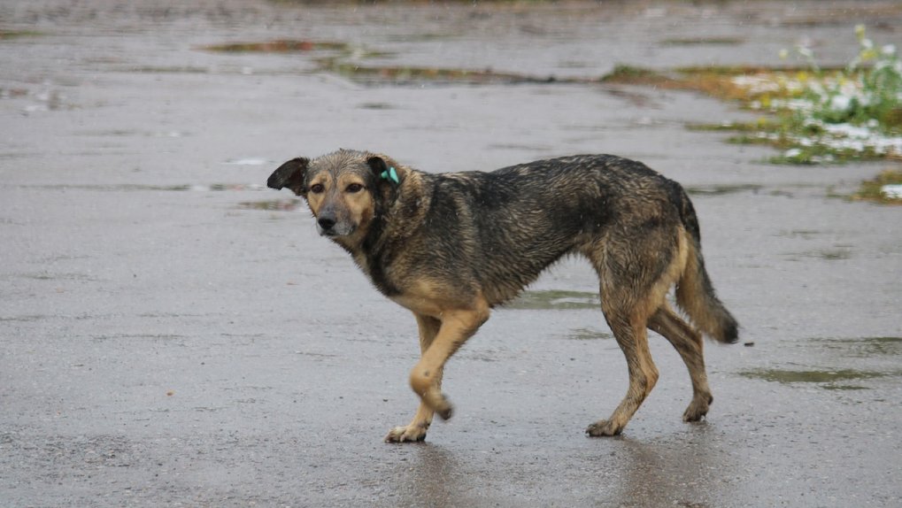 «Два дня кормила больную бешенством собаку с рук»: в Омской области выявили 16-й очаг вируса бешенства
