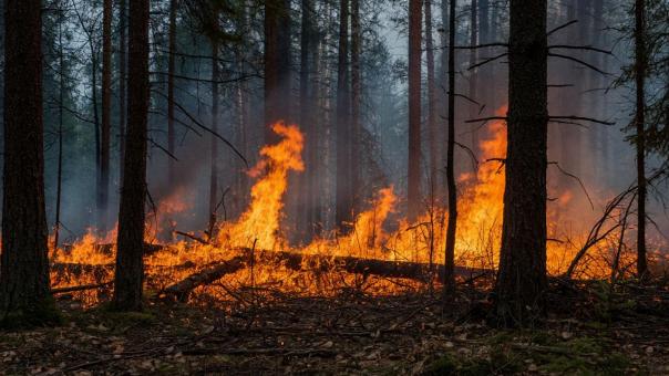 48 пожаров за полгода: как Новосибирск сдерживает огненную стихию