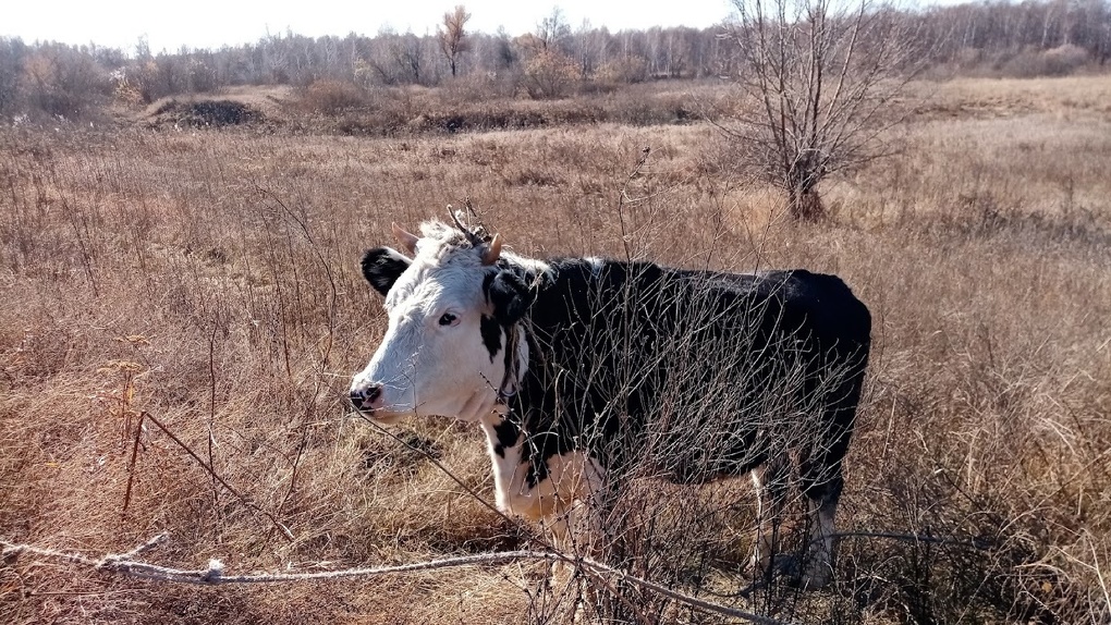 550 коров умерли от голода в селе под Новосибирском