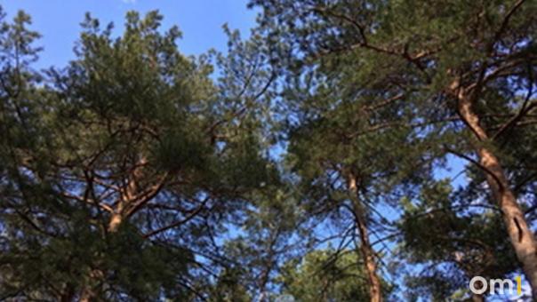 За шесть незаконно срубленных сосен омич может заплатить 500 тысяч рублей