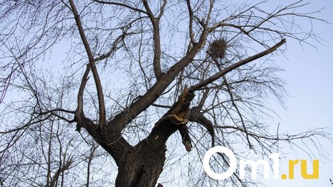 Омичи жалуются на вырубку деревьев на улице Куйбышева