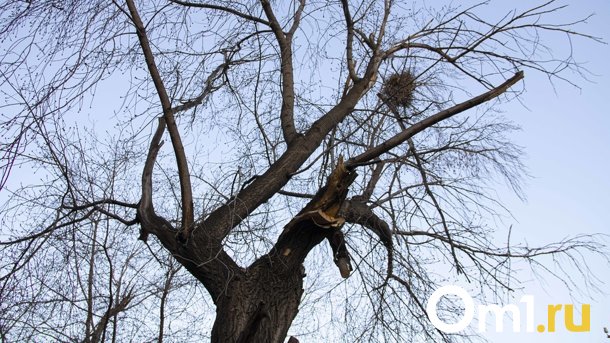 Омичи жалуются на вырубку деревьев на улице Куйбышева