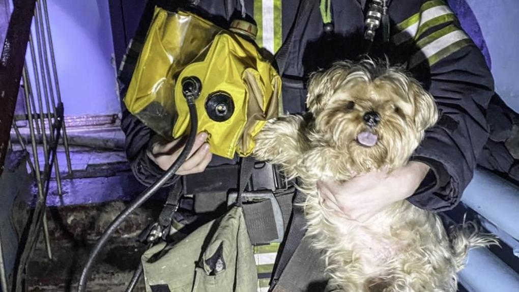 Омские пожарные вынесли из огня собаку-улыбаку