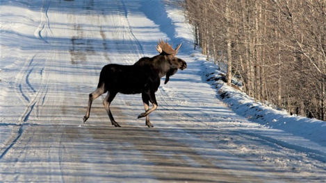 В Новосибирской области заметили перебегающих дорогу лосей. ВИДЕО