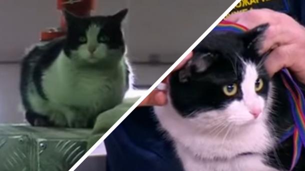 Кот Гидрант, талисман пожарной части умер в Новосибирске