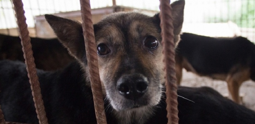 Организация по отлову бродячих животных жалуется на омский приют для собак «Друг»
