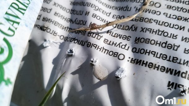 Омичи заразились энцефалитом и боррелиозом из-за укусов клещей