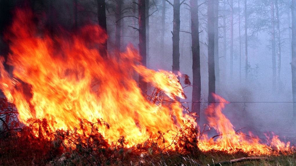 За 4 праздничных дня в Омской области произошло 67 лесных пожаров