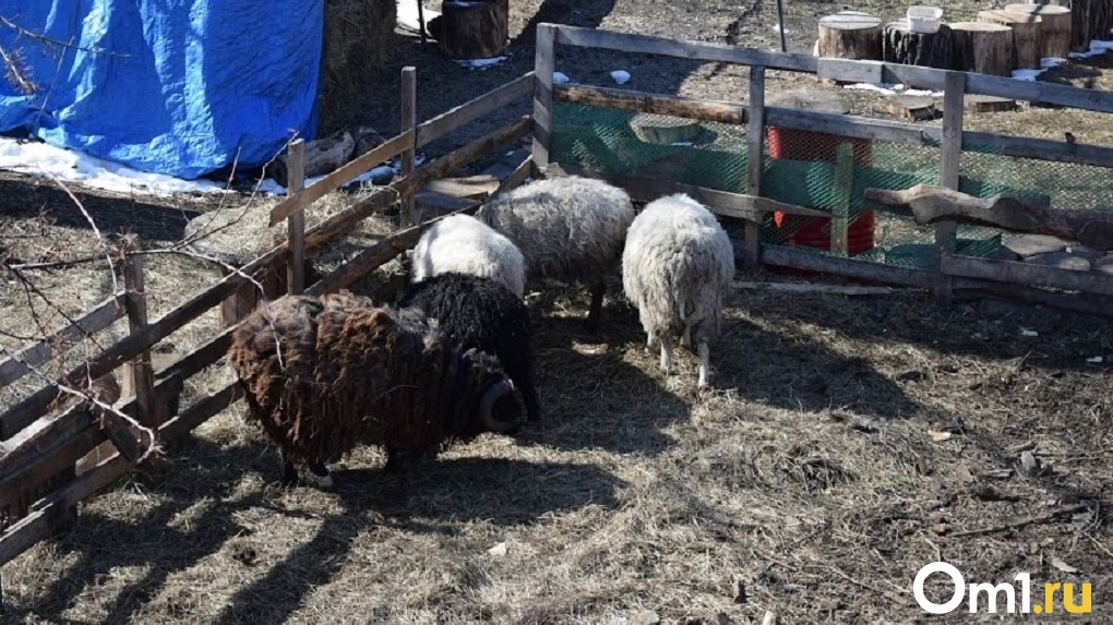 В Омской области украли овец. Похитители могут отправиться в тюрьму на пять лет