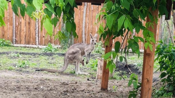 В омском зоопарке семейство кенгуру преподнесло сюрприз
