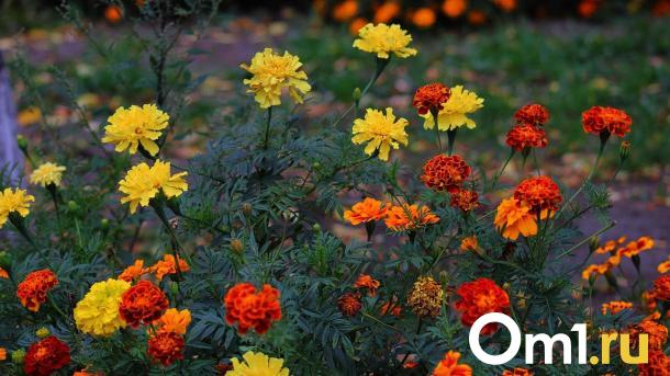 Похолодание до +7 градусов: что ожидать от погоды в Омской области?