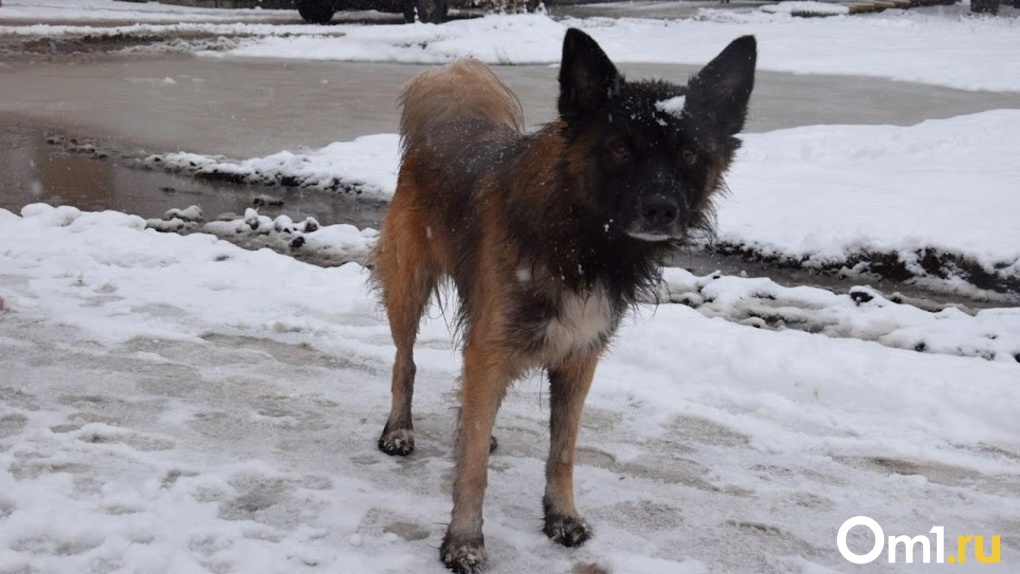 «Псы размером с волка»: бродячие собаки набросились на мальчика под Новосибирском