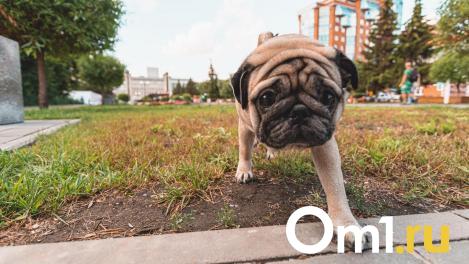 В новых парках Омска могут запретить гулять с собаками