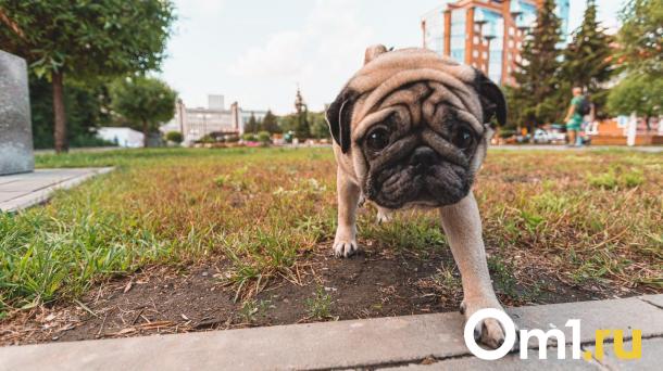 В новых парках Омска могут запретить гулять с собаками