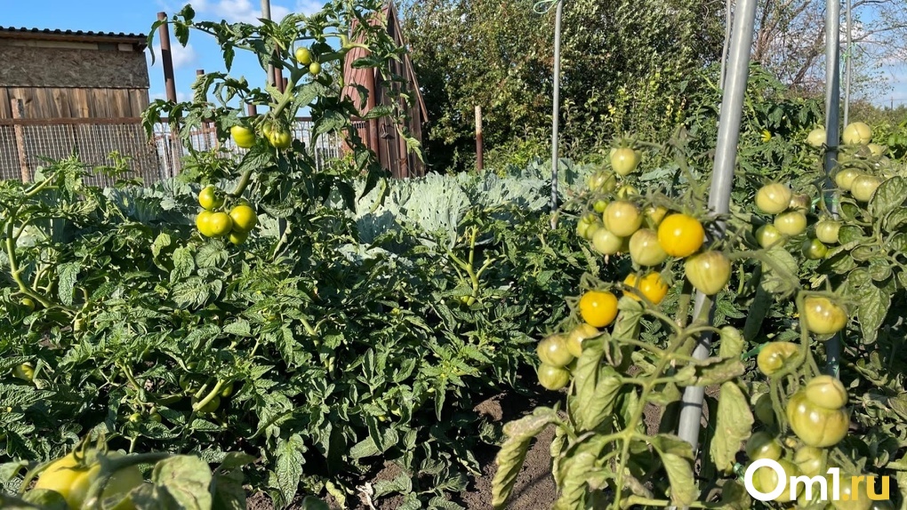 Как вырастить богатый урожай томатов, перцев и огурцов? Новосибирский агроном Шубина раскрыла секреты
