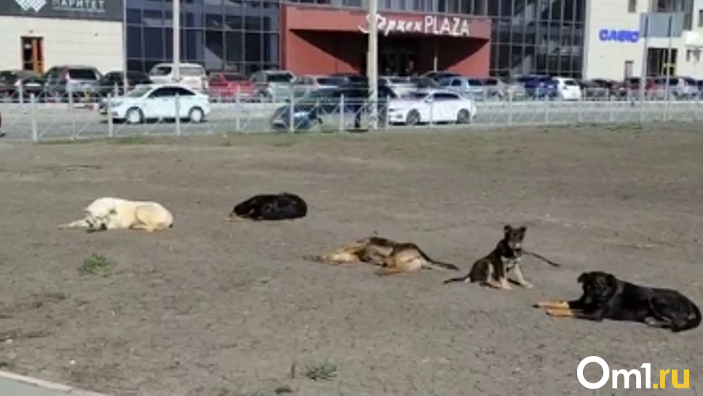 Омичи пожаловались на стаю собак, которые заполонили центр города