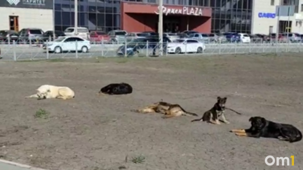 Омичи пожаловались на стаю собак, которые заполонили центр города