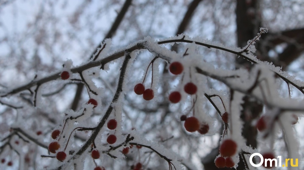 «Зимний» дождь и аномальное тепло: синоптики рассказали о необычной погоде в Омске