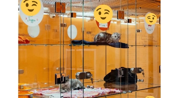 В Омске за миллион рублей продают гостиницу для кошек