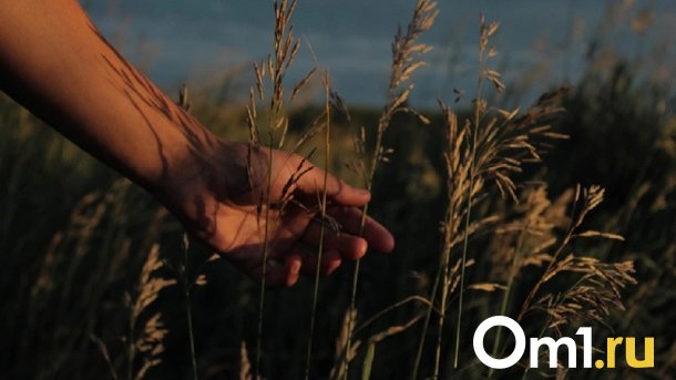 Омские хлеборобы намолотили уже 2,2 миллиона тонн зерна