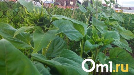 Колорадский жук атакует картофельные поля Омской области