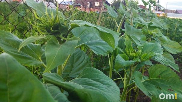 Колорадский жук атакует картофельные поля Омской области