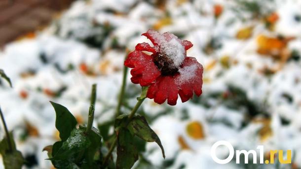 В выходные на Омскую область обрушатся резкое похолодание и снегопад