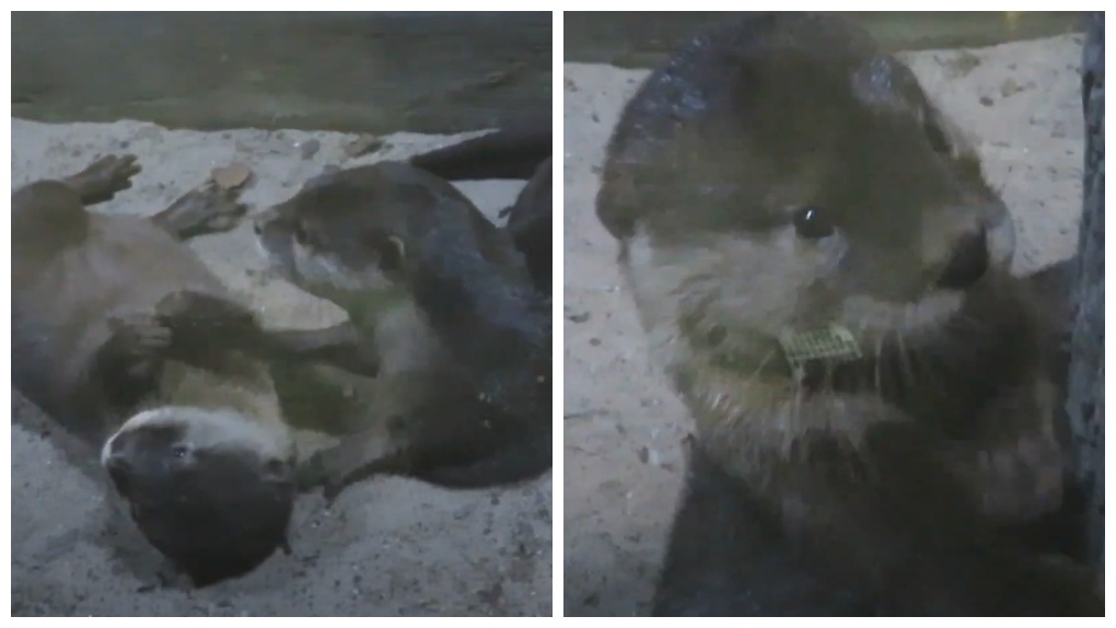 Играли в камушки и делали заплыв: милое видео семейства бескоготных выдр сняли в Новосибирском зоопарке