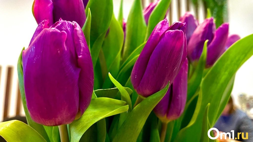 Омские агрономы к 9 мая высадят 47 тысяч цветов
