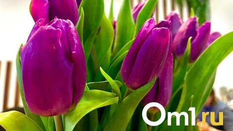 Омские агрономы к 9 мая высадят 47 тысяч цветов