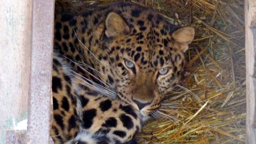 Опубликованы фотографии редкого дальневосточного леопарда, который появился в Омской области
