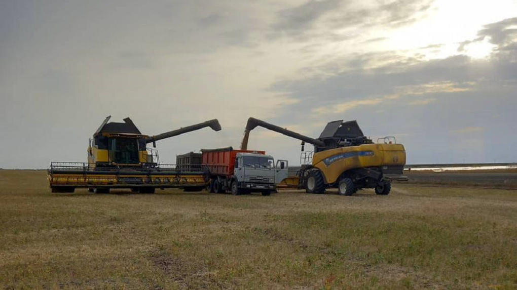 В Омске собрали 2,3 миллиона тонн зерна