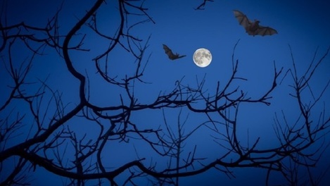 Домики для летучих мышей оборудуют в Заельцовском парке в Новосибирске