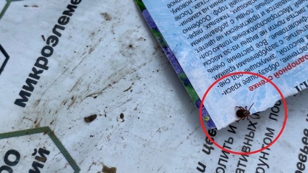 За неделю в Новосибирской области клещи укусили почти 200 человек