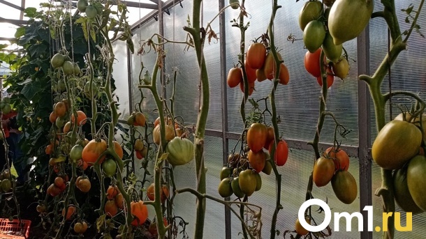 Как спасти посадки при заморозках? Мнение агронома из Новосибирской области