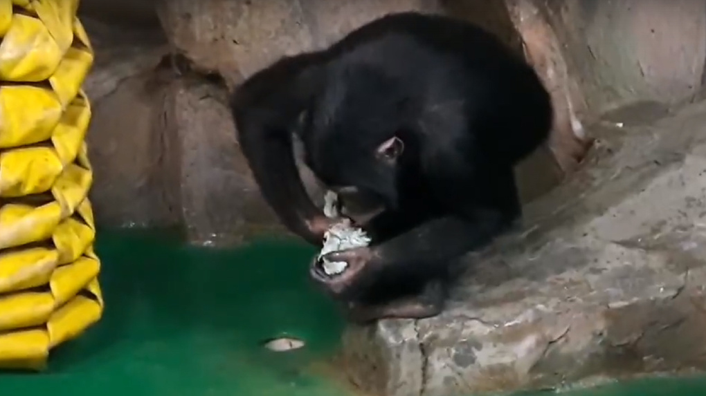 В Новосибирском зоопарке шимпанзе Филя и Люся дезинфицируют свой вольер