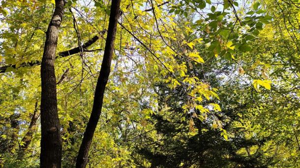 35 новых лип украсили аллею у Центрального парка в Новосибирске